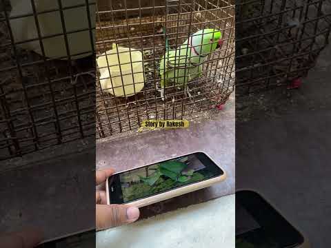 Parrot 🦜 meeting his Family online #parrot #storybyrakesh