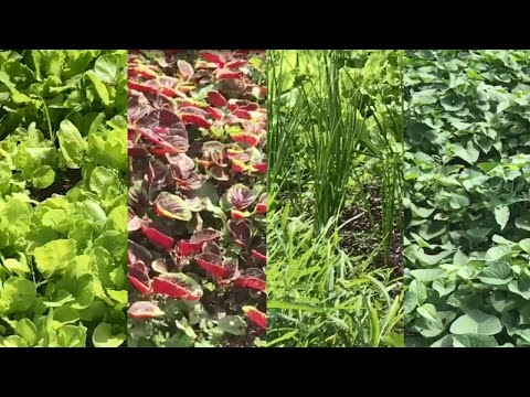 Planting kinds of clean vegetables to eat