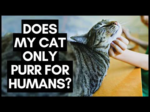 Does My Cat Only Purr for Humans?