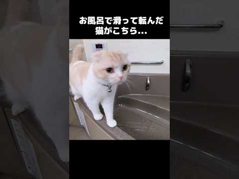 お風呂で滑って転んだ猫がこちら...#shorts