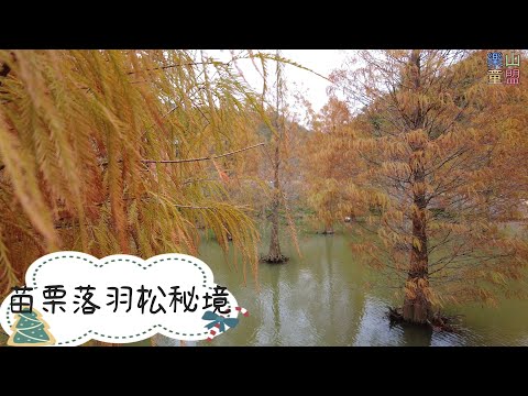 [苗栗三灣] 苗栗落羽松秘境