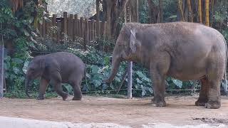 Elephants are playing with each other 小象和大象嬉戏