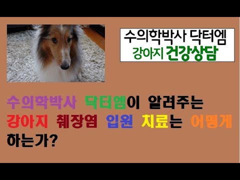 수의학박사 닥터엠이 알려주는 강아지 췌장염 입원 치료는 어떻게 할까?