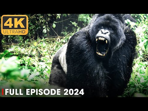 WILD CONGO | LARGEST Gorilla's Lair | Nature Animal Documentary