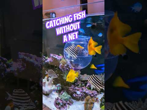 Catching fish without a net! 😎🪸 #saltwateraquarium #fish #reefaquarium #fishtank #catchingfish