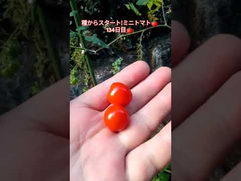 種からスタート!ミニトマト🍅134日目🍅 #shortsfeed #家庭菜園 #ミニトマト栽培 #種から育てる