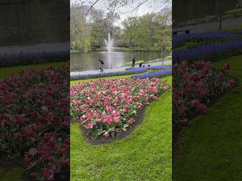 Beautiful Garden #flowers #garden #travel  #travelvlog #trending #trendingshorts #relaxing #piano