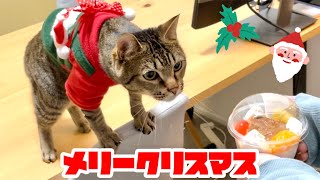 猫にクリスマスプレゼントをあげたら衝撃の使い方をされました。笑