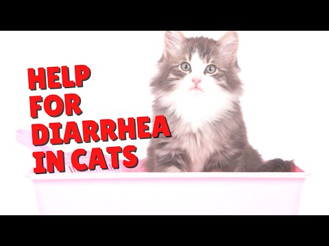 Help For Diarrhea In Cats | Two Crazy Cat Ladies