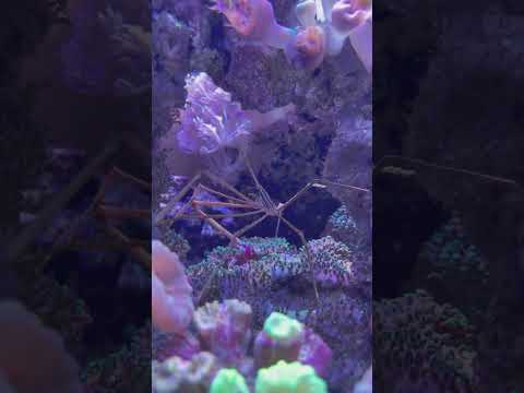 Aquarium MTP #00013 #aquarium #marinetank #reefaquarium #reef #update #tank #fishtank #coralreef