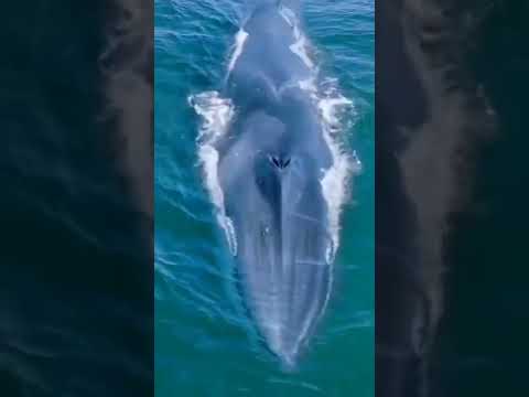 Blue Whale 🐋 Sound ❣️🥀🥀।। Environmental Life।।