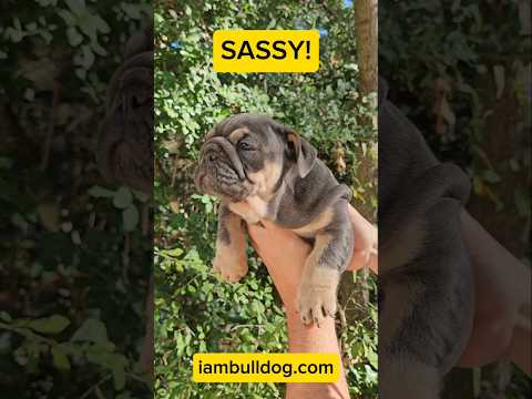 SASSY! This stunning Buldog puppy is sired by our very own ZEUS! iambulldog.com