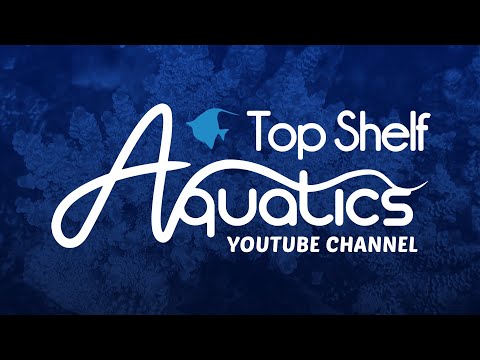 Welcome to Top Shelf Aquatics!