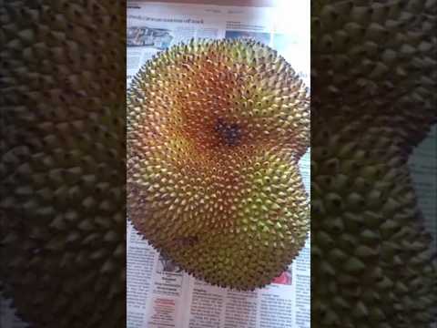 jack fruit palapalam@sutharsanalifestyle308 #jackfruit#palapalam