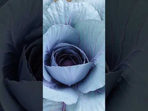 Growing Queen Cabbage at Home, Dark Cabbage, Specialty Cabbage