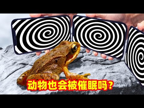 动物也能被催眠吗？如果给蟾蜍观看催眠视频，那么会发生什么？