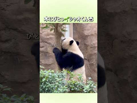 【木にぴとっ🌱可愛いシャオくん🐼】〜上野動物園〜