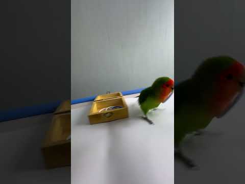 Bird Training : Smart lovebird Parrot | Smart Little Cute Parrot  #training #smartparrot #cute