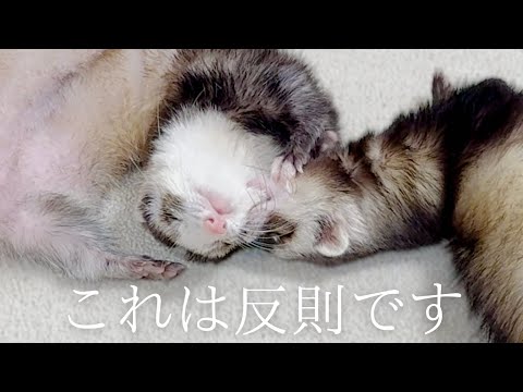 やりたい放題の末っ子フェレット‼︎【ferret#1762】