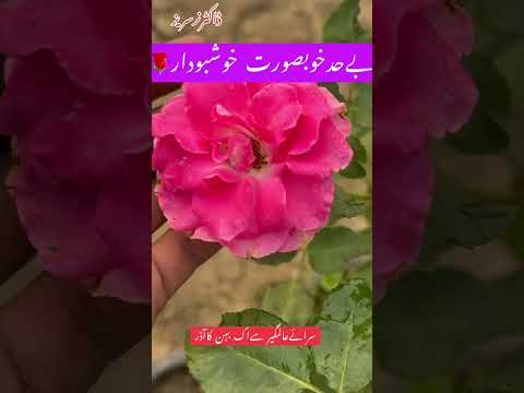 #Rose #gulab  #gulabi #multicolor #multiverse  #multishow #review