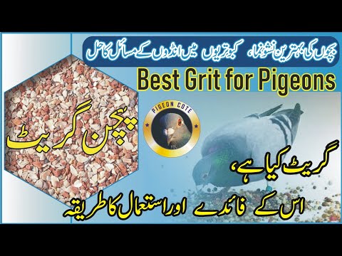 Grit for Pigeon | Soil Grit For Pigeon | Best Grit for Racer Pigeon and Homer Pigeon | Pigeon cote