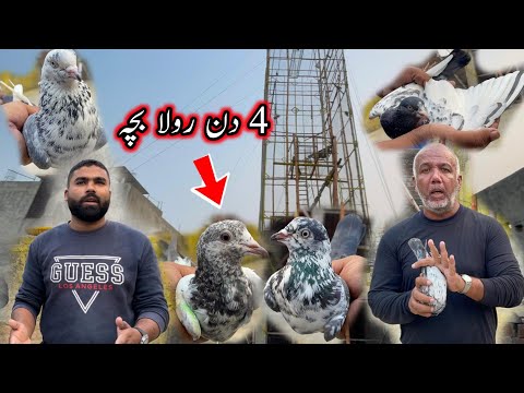 Rashid Butt 4 Din Rula Baby Pigeons 😮