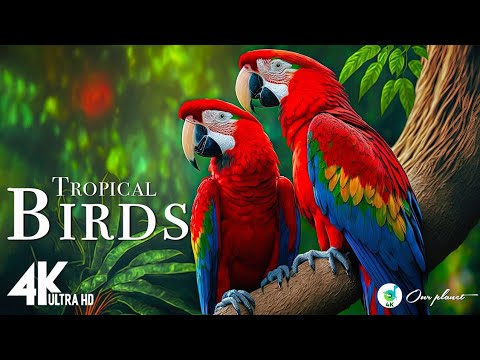 The Amazon’s Colorful Birds: Nature’s Hidden Gems Focusing on the vibrant bird