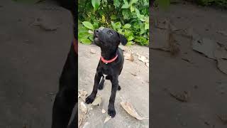 Aaj Bahut khush hai #labrador #chikulabradordog #trending #doglover #dogvideo #shorts #chiku #pets