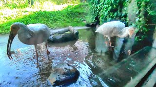 トキの森公園でトキがドジョウ食べるところを5cmくらいの近距離から見る【佐渡ヶ島釣り車中泊#27】8月の夜29℃