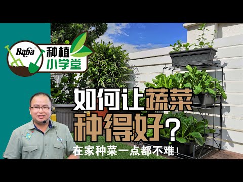 【Baba种植小学堂】居家种菜必学！3分钟学会在家种有机叶菜，在家种菜一点都不难 | 如何种叶菜 | 种叶菜方法