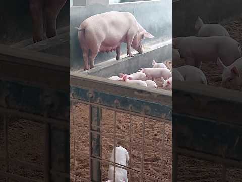 Healthy and Happy Piglets! This is what you need for your farm. #farming #shorts