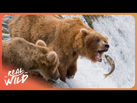 Alaska's Brown Bears Teach Their Cubs to Catch Salmon