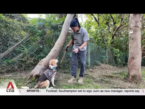 Taipei deploys sniffer dogs that can detect sick trees