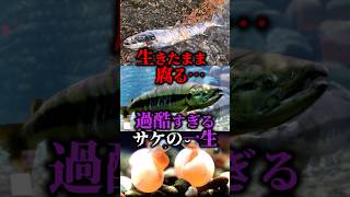 ㊗10万再生！！生きたまま腐る…過酷すぎるサケの一生【ゆっくり解説】