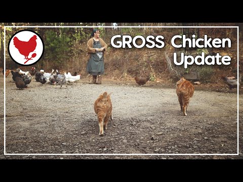 Gross Chicken Update 🤢