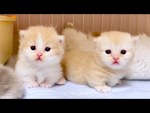 【マンチカンの子猫】２匹子猫が揃うと最強な件 ～猫のいる生活Vol.1006～出産動画 マンチカン短足・ミヌエット・ペルシャ猫専門ブリーダー『ペット蔵人』【子猫の成長記録】