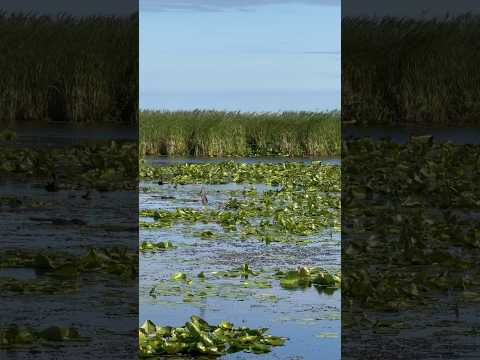 Bird watching in the wetlands of Point Pelee National Park, at the southernmost point of Canada!