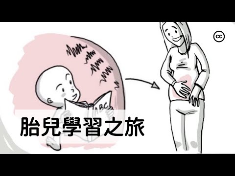 【胎兒的產前故事】胎兒在子宮中學習了什麼？深入探索產前發育的奧秘！