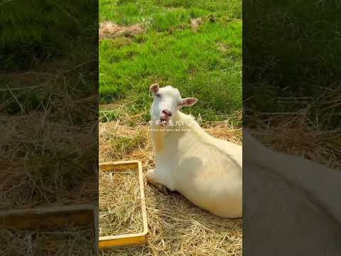 【茨城・観光】芝滑りができてゴーカートに乗れて動物と触れ合えるテーマパークへ行ってきた！！#PR