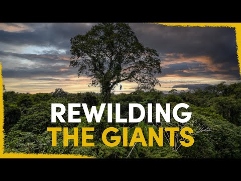 Our plan to reconnect the giant trees of the Amazon