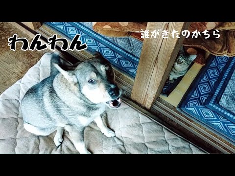 来客で犬が吠える時 猫はどうしてるのか？