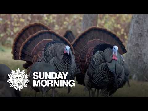 Marathon: Turkeys in the wild