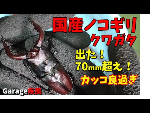 国産ノコギリクワガタ羽化　これはデカい！　７０ｍｍ超え！　#クワガタ #カブトムシ