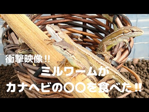 ミルワームがカナヘビの〇〇を食べた‼️