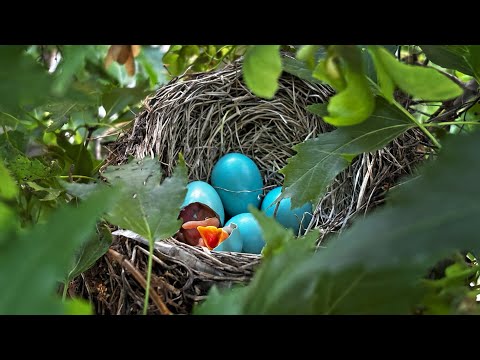 American Robin｜旅鶇寶寶破殼到離巢的成長日記｜美洲知更鳥｜加拿大鸛鳥