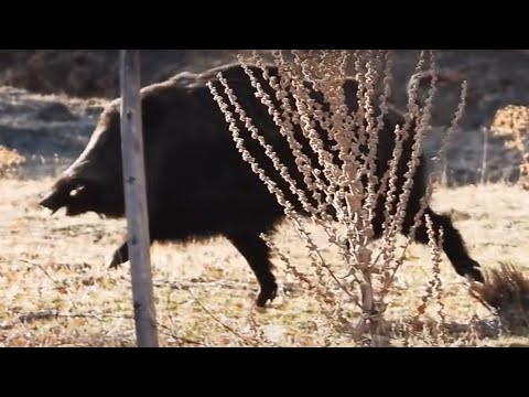 GIANT WILD BOAR HUNTS - DEVASA AZILI DOMUZ AVLARI -  CHASSE AU SANGLIER