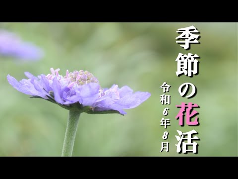 【季節の花】 8月 晩夏に咲く花々 季節はゆっくり秋へ 福島県郡山市 額取山