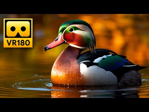 Peaceful Lake Views in VR180 🦆 Relaxing 3D Virtual Reality Experience - Oculus , Apple Vision Pro