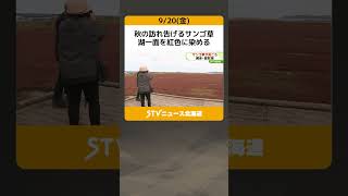 秋の訪れ告げるサンゴ草　湖一面を紅色に染める　見ごろは９月末まで　北海道網走市・能取湖 #shorts