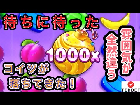 【テッドベット】　スイボナ１０００やっとバズった‥ 1000xは、最高だぁ〜❗️